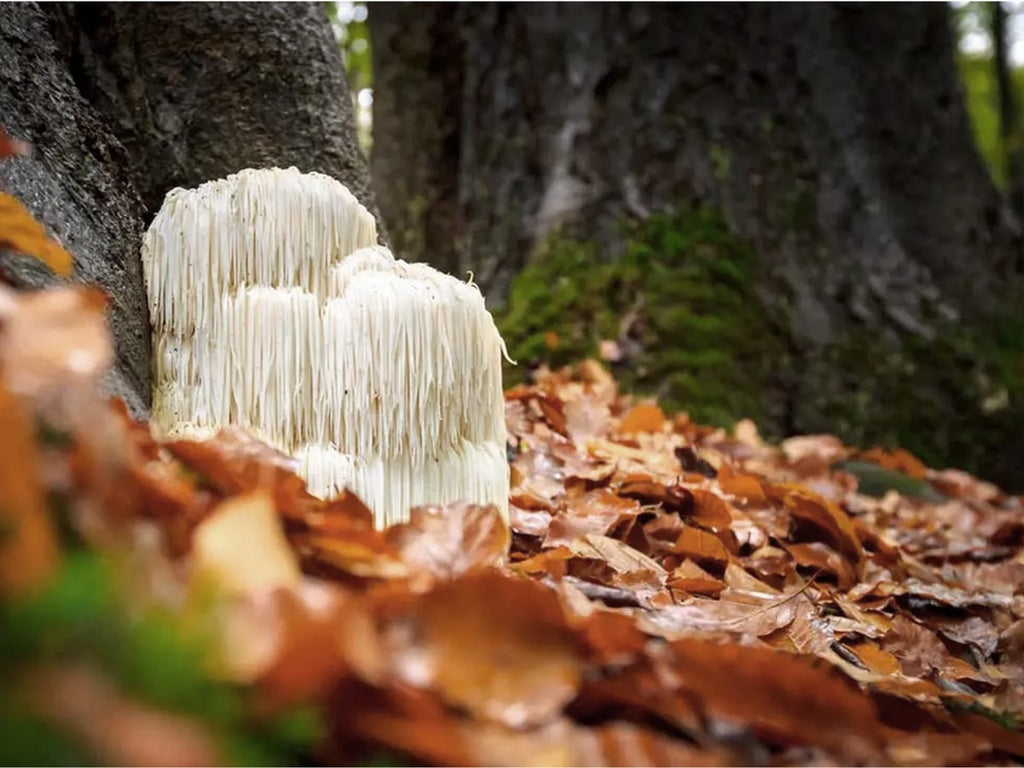 Lion’s Mane - Health Benefits of a Powerful Mushroom